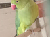 Pair ringnecks