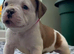 Beautiful American Bulldog Puppies - 7 Healthy Puppies Ready for Loving Homes