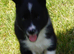 Top quality Border Collie Pups