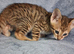 Exceptional F5 Savannah kittens