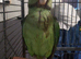 Hand reared Alexanderine chiks 3mnth
