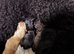 Gorgeous maltipoo rare colour