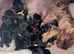 ANMACO Pups have Arrived!