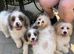 4 stunning cavapoo puppies