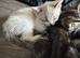 3 kittens for sale
