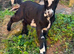 Castrated male pygmy goat 8 months