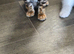 Pure bengal kittens ready to leave now