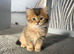 British Semi Haired Kittens