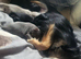 Chihuahua puppies