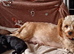 Unique little puppies