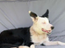 Beautiful Girls looking for their new home.