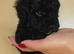 Beautiful Cockapoo puppies