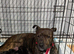 Black staffy 11 weeks old