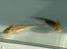 Axolotl