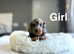 Slinkey gorgeous litter of Daxiepoo girls and boys available