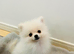 White Pomeranian Puppy For Sale