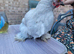 Lavendar pekin batam