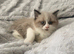 Ragdoll x