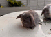 Mini Lops for Sale