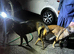 Belgian Malinois