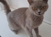 Stunning Bella looking for a loving home.