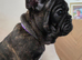 Ready Now – Last 2 French Bulldog Boys Available