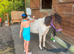 Little trotting pony for sale colt