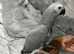 Friendly HandReared Male Baby Super Tame Congo African Grey Parrot.12