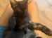 Stunning tica registered female mainecoon