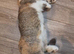 Scottish Fold