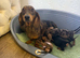 Miniature Dachshund