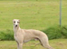 Kc whippets pups