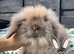 Beautiful Mini Lion Lops