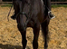 16hh gelding