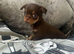 Choclate tan smoothcoat male
