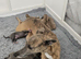 Whippet x Italian Greyhound