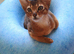 Two stunning Abyssinian male kittens ready niw