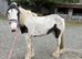 Coloured Cob Mare