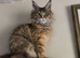 Active female Maine coon