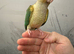 &pound;300 each 2 hand reared baby conure parrots
