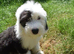 LOUIE KC Registered Old English Sheepdog READY NOW