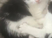 Last male kitten