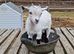 Pygmy baby billy