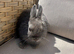 Gorgeous Netherlands dwarf doe.