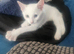 Pure white male turkish a gora ready to be rehomed