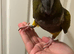 Hand Reared Baby Patagonian Conure