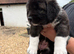 Coming Soon! 9 Beautiful, big, chunky, pure bred Caucasian Shepherd pups for sale.