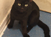 I have 2 adult cats to re-home