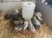 Sexed Chinese painted quail