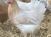 Point of lay hybred vaccinated pullets